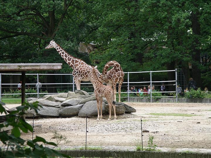 Berlijn 2009 ZOO148.jpg